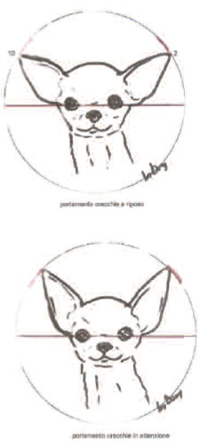 Orecchie