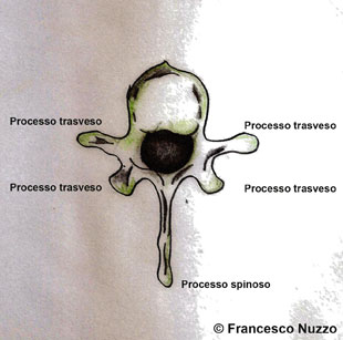 Vertebra