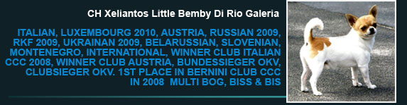 Ch Xeliantos Little Bemby Di Rio Galeria
