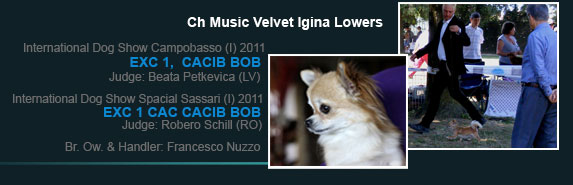Ch Music Velvet Igina Lowers