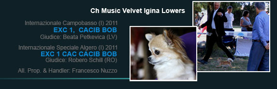 Ch Music Velvet Igina Lowers