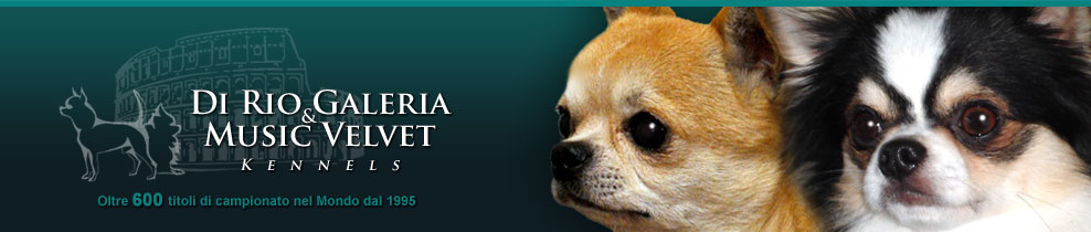 Di Rio Galeria  & Music Velvet Kennels - Chihuahua.