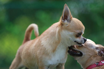 Cuccioli